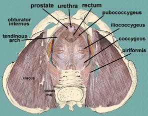 pelvis muscles